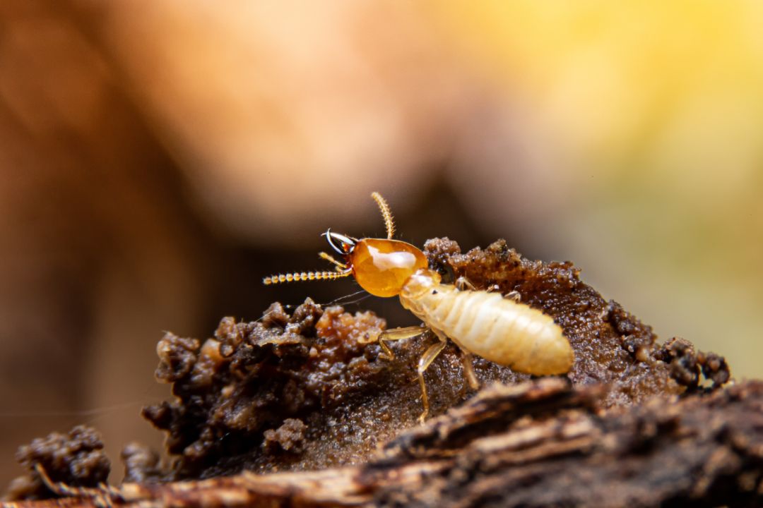 Termite Inspection Perth